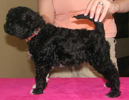 Brella - stacked at 5 weeks