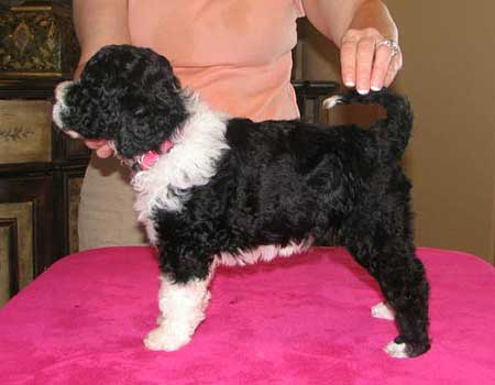 Pumpkin - stacked as a puppy